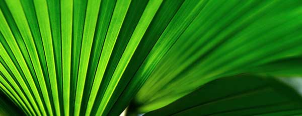 Conserve Water Using Plants