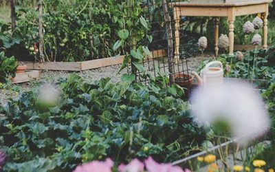 How Does Your Garden Grow: Eco-Friendly Summertime Gardening