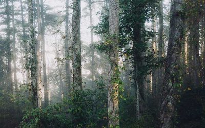 Stop Cutting Down Trees, Start Cutting Down Paper Use: Top Ten Tips