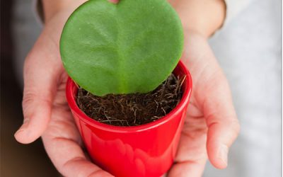 Eco-Friendly Dating – Just in Time for Valentine’s Day