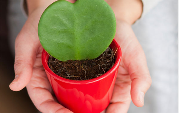 Eco-Friendly Dating – Just in Time for Valentine’s Day