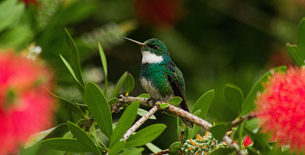 A “Green” Take on Your Spring Break: Top Tips