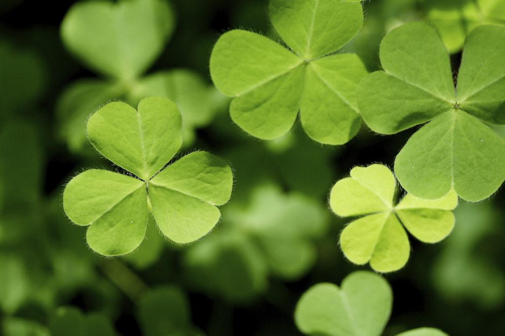 Putting the “Green” in St. Patrick’s Day