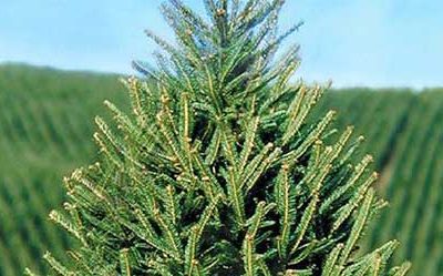 I’ll Have a Green Christmas