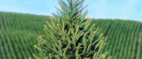 I’ll Have a Green Christmas