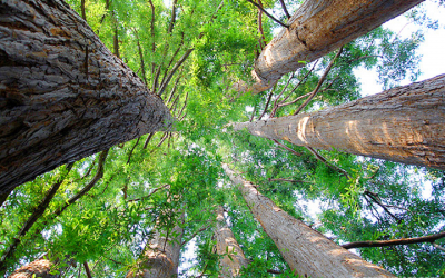 Arbor Day and Climate Change: Why It Matters?