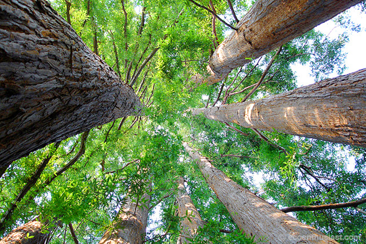 Arbor Day and Climate Change: Why It Matters?