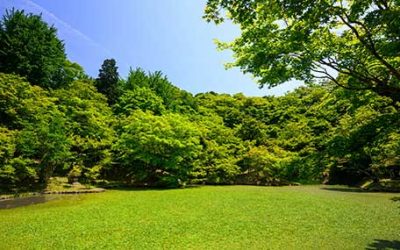 Greening Your Lawn for Fall