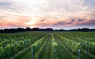 Sip Sustainable Wine: New York Eco-Friendly Wineries and Vineyards