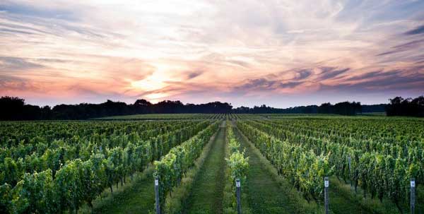 Sip Sustainable Wine: New York Eco-Friendly Wineries and Vineyards