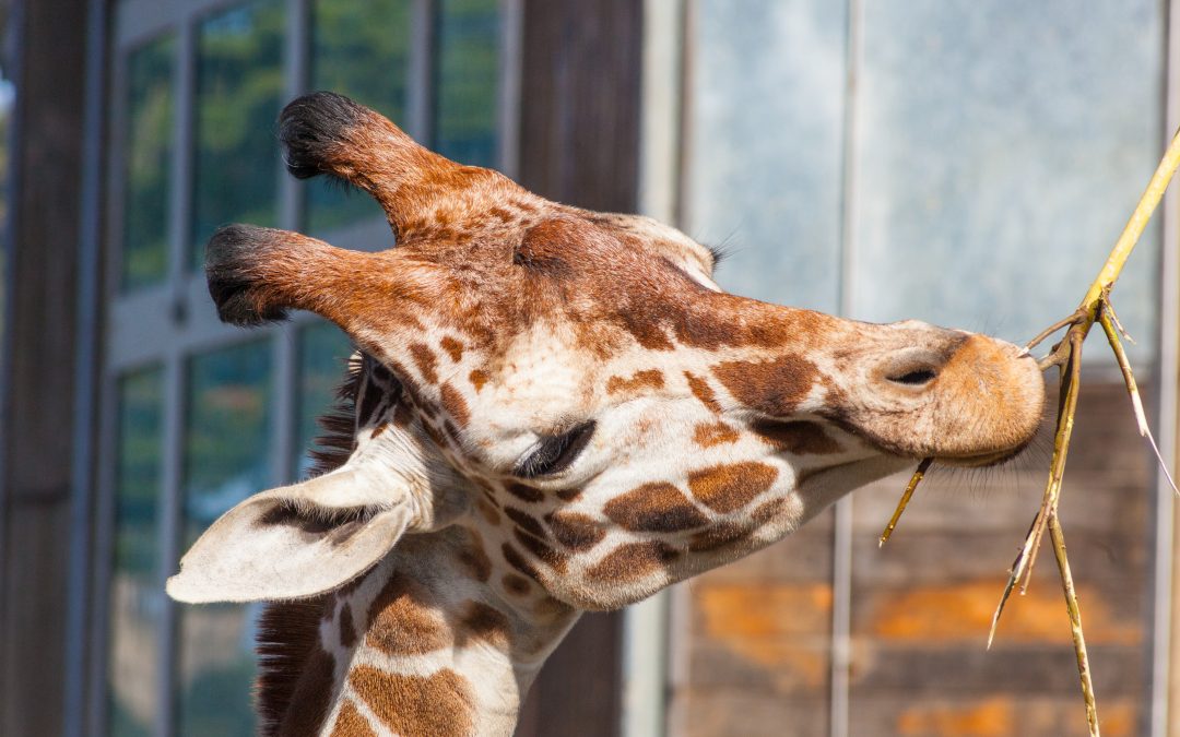 Feed the Animals: Donate Your Holiday Leftovers to the Zoo