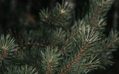 DIY The Holidays: Eco-Friendly Decor Ideas for Christmas and Hanukkah