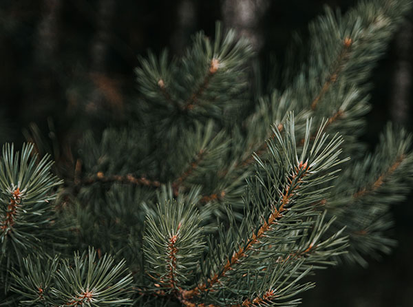 DIY The Holidays: Eco-Friendly Decor Ideas for Christmas and Hanukkah