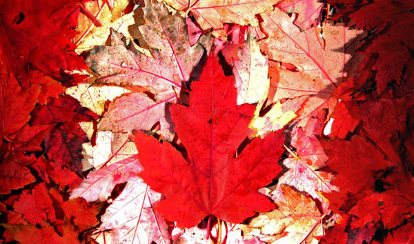 Planning Ahead to Celebrate Canada the Green Way