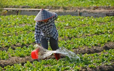 Eco-Friendly Garden Pest Control