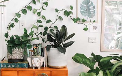 Plants That Improve Indoor Air Quality