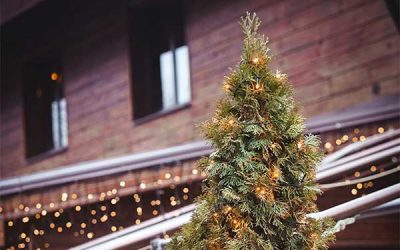 The Greening of Christmas: Why and How To Recycle Your Christmas Tree
