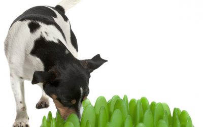 Eco-Friendly Pet Products: Earth Friendly Supplies