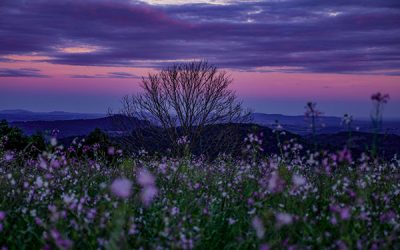 Your Green Travel Guide to Santa Clara