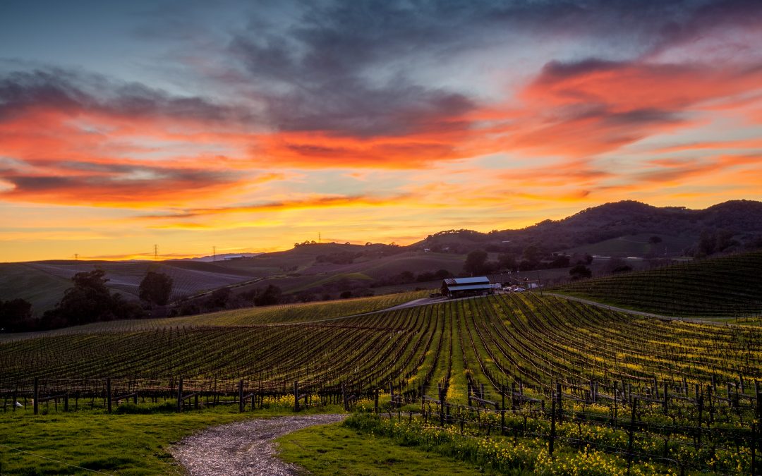 Discover Ontario’s Green Wineries