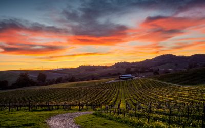 Discover Ontario’s Green Wineries