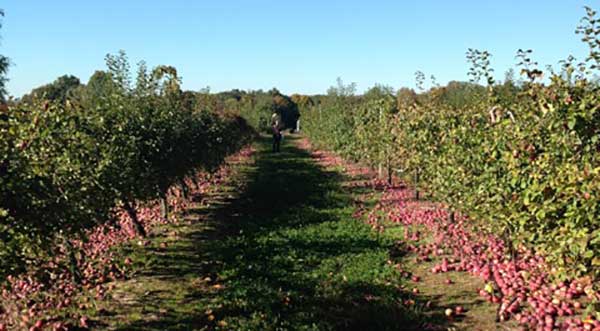 Your Fall Bucket List: The Best Pumpkin-Spiced Season Yet