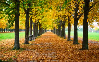 Tips for Enjoying Fall Foliage