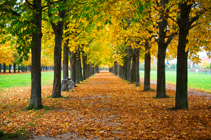 Tips for Enjoying Fall Foliage