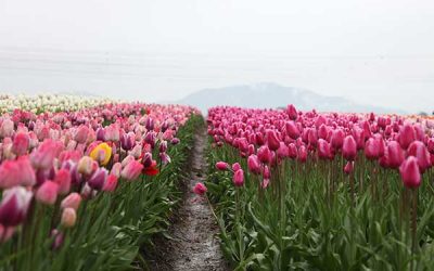 Spring Planting Plan