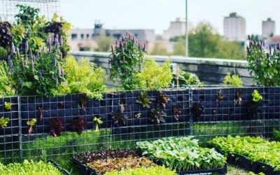 50 Photos of Urban Farming That Will Make You Want to Get Back to Nature