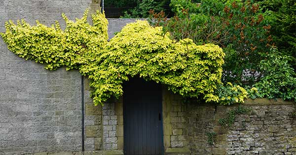 Shrubbery | Energy Efficient Fixes for Home Energy Savings