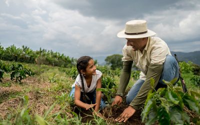 What Are Carbon Offsets?