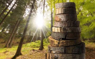 Bioenergy, Biofuels, and Biomass: What They Are and How We Use Them