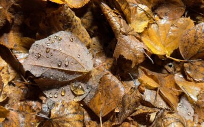 Decomposition Energy: What It Is and What It’s Used For