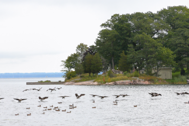Gull-Bay